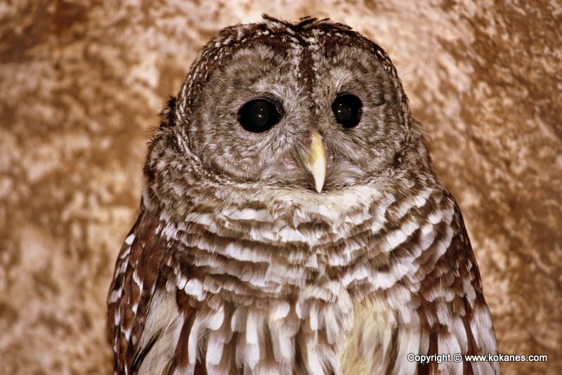 Barred Owl